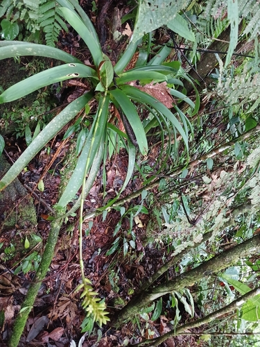 Guzmania patula, photograph 3