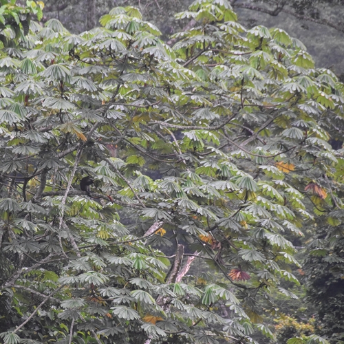 African corkwood tree (Musanga cecropioides)