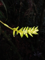 Guzmania patula, photograph (c) Samuel Peláez Vélez, some rights reserved (CC BY)