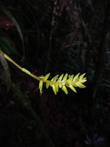 Guzmania patula, photograph 5