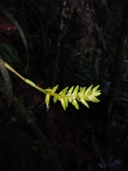 Guzmania patula, photograph (c) Samuel Peláez Vélez, some rights reserved (CC BY)