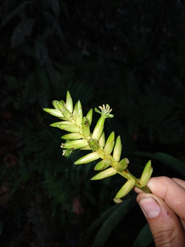Guzmania patula, photograph 6