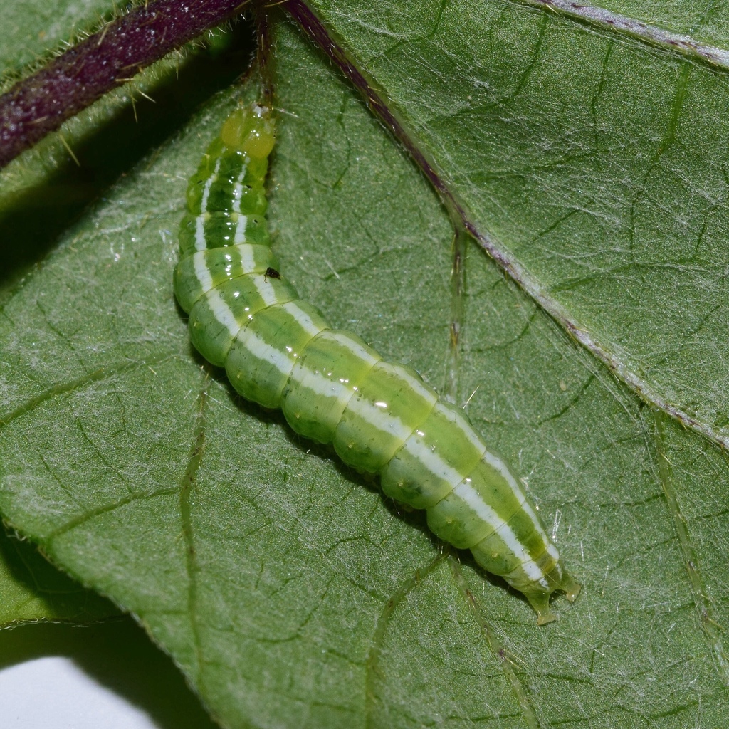 Melonworm