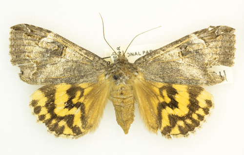 Locust Underwing photo 6