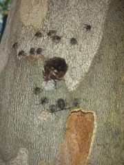Antiteuchus mixtus