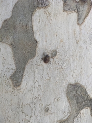 Antiteuchus mixtus
