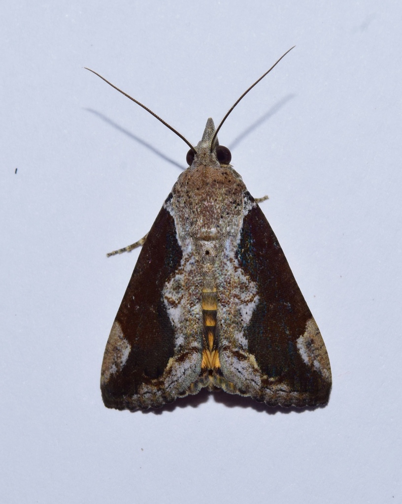 Hypocala plumicornis