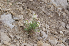Erysimum pallasii