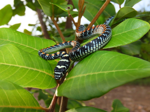 Chrysopelea paradisi