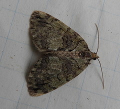 Hydriomena renunciata