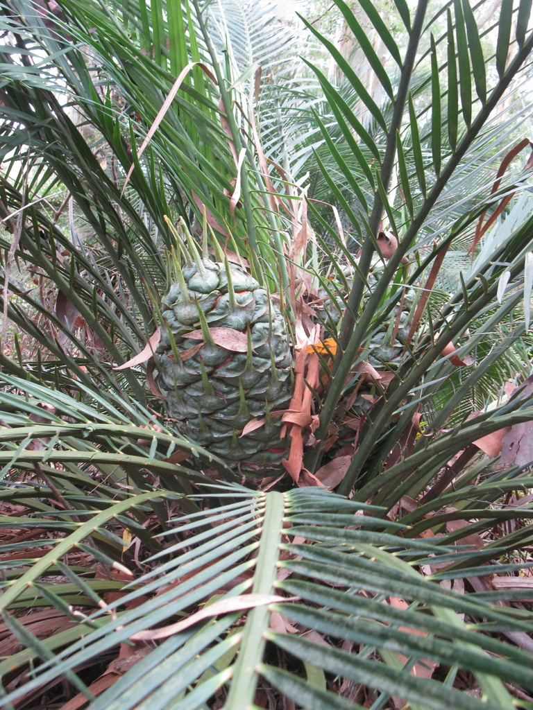 Burrawang (Flora (Indigenous Use) Guide of Cessnock BioBlitz at ...