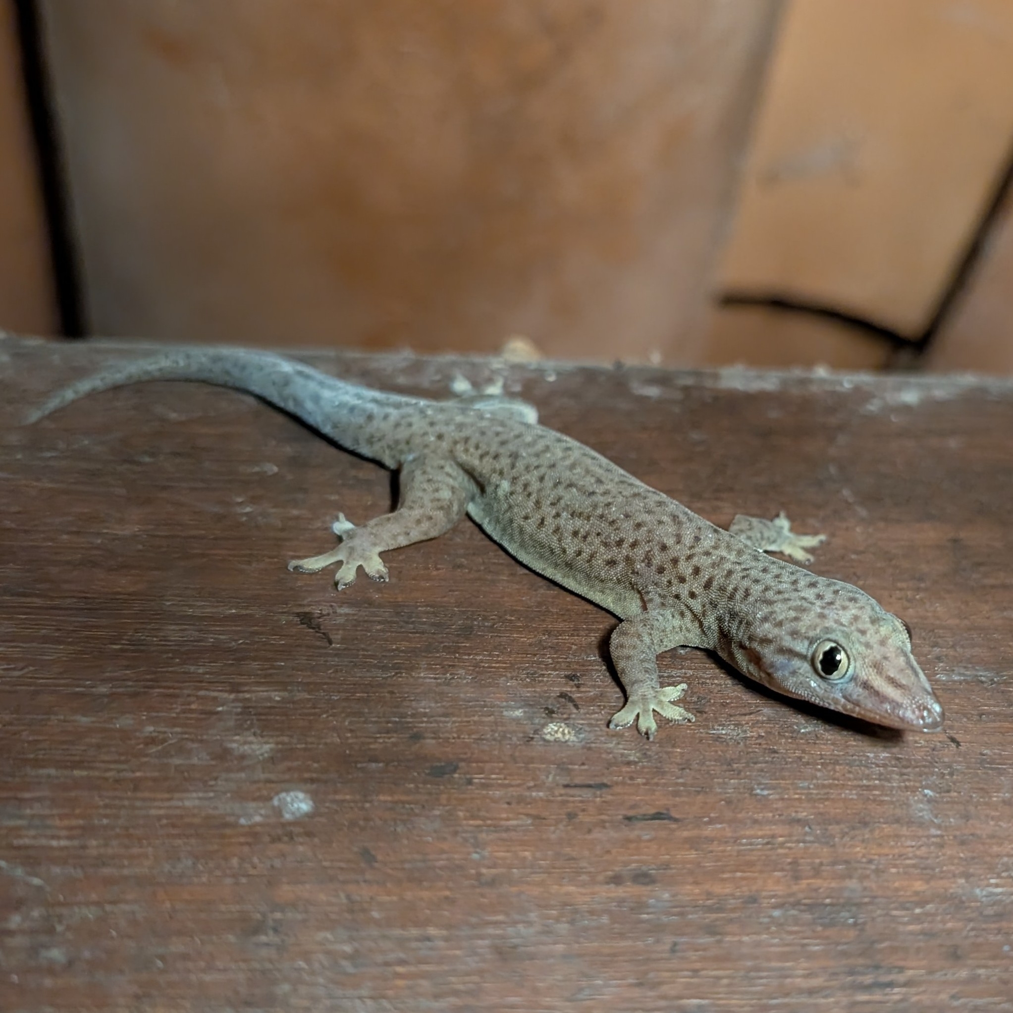 Phyllopezus sapiranga