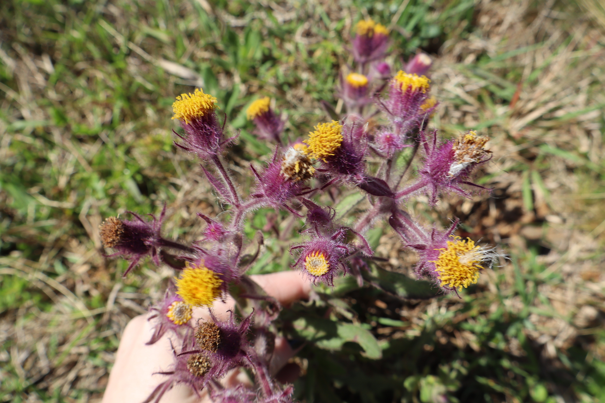 Senecio conyzifolius