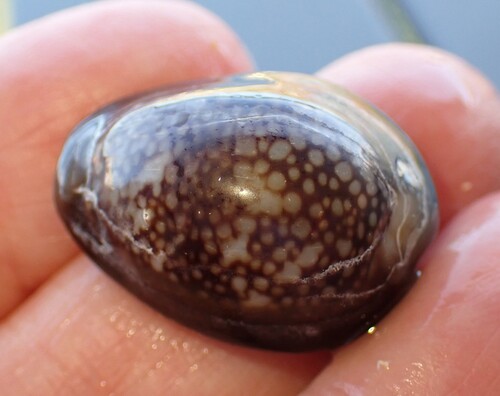Monetaria caputserpentis observed 2026-02-04