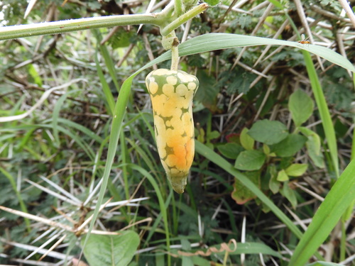 Kedrostis leloja