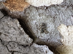 Salticus scenicus