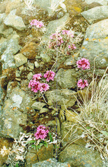 Erysimum pallasii