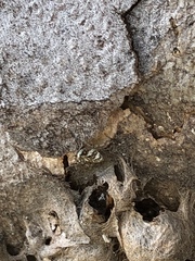 Salticus scenicus