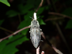 Texania campestris