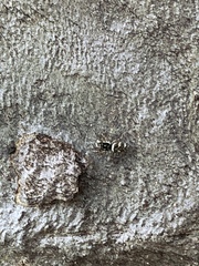 Salticus scenicus
