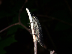 Texania campestris