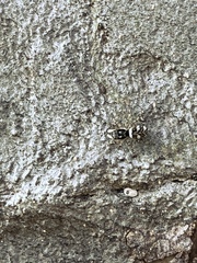 Salticus scenicus