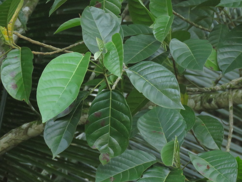 Hyeronima alchorneoides (Plantas da Mata Atlântica) · iNaturalist