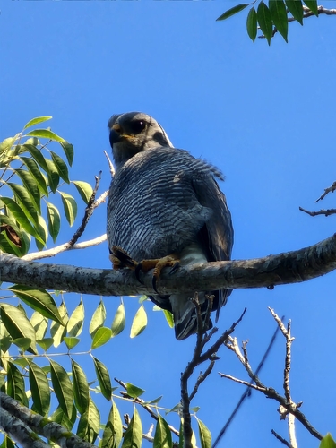 Gray Hawk (Buteo plagiatus)