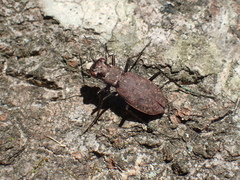 Apterodela unipunctata