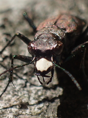 Apterodela unipunctata