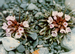 Erysimum pallasii