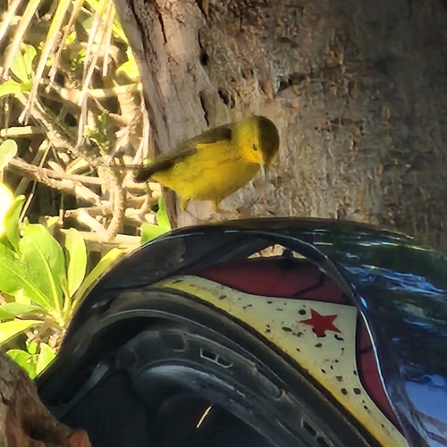 Wilson's Warbler (Cardellina pusilla)