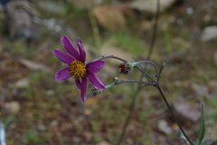 Bidens aequisquama