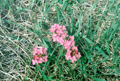 Erysimum pallasii