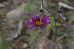 Bidens aequisquama