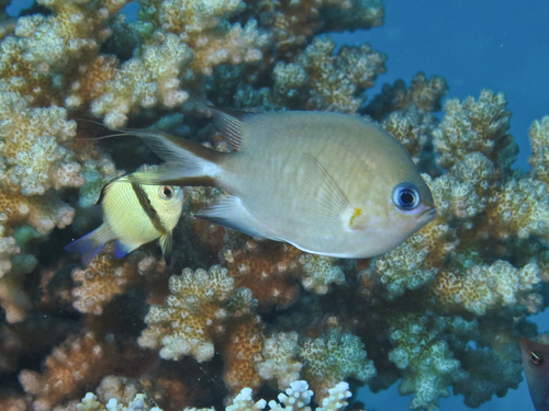Ambon chromis (Chromis amboinensis) — Pomacentridae — 5