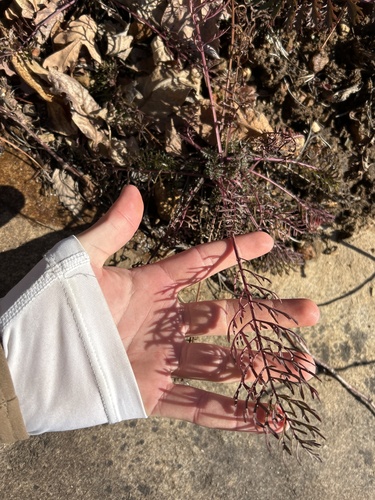 yarrowleaf ragwort (Packera millefolium)