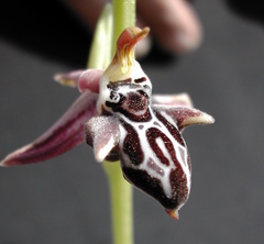 Ophrys cretica