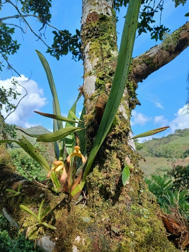 Maxillaria porrecta, photograph 6