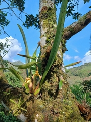 Maxillaria porrecta, photograph (c) Samuel Peláez Vélez, some rights reserved (CC BY)