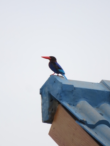 Halcyon cyanoventris