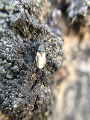 Oxycarenidae