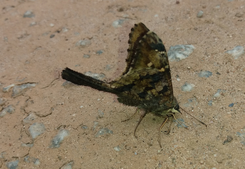 Mottled Longtail
