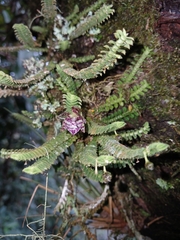 (c) Samuel Peláez Vélez, some rights reserved (CC BY) Dichaea hystricina, photograph (c) Samuel Peláez Vélez, some rights reserved (CC BY)