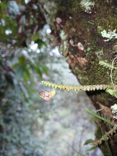 Dichaea hystricina, photograph 6
