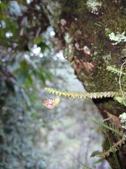 Dichaea hystricina, photograph (c) Samuel Peláez Vélez, some rights reserved (CC BY)