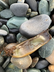 Scyliorhinus stellaris