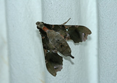 Callionima denticulata