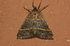 Perigune narbonea