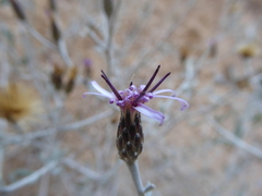 Aphyllocladus denticulatus